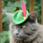 chat qui porte chapeau