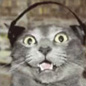 chat avec un casque audio